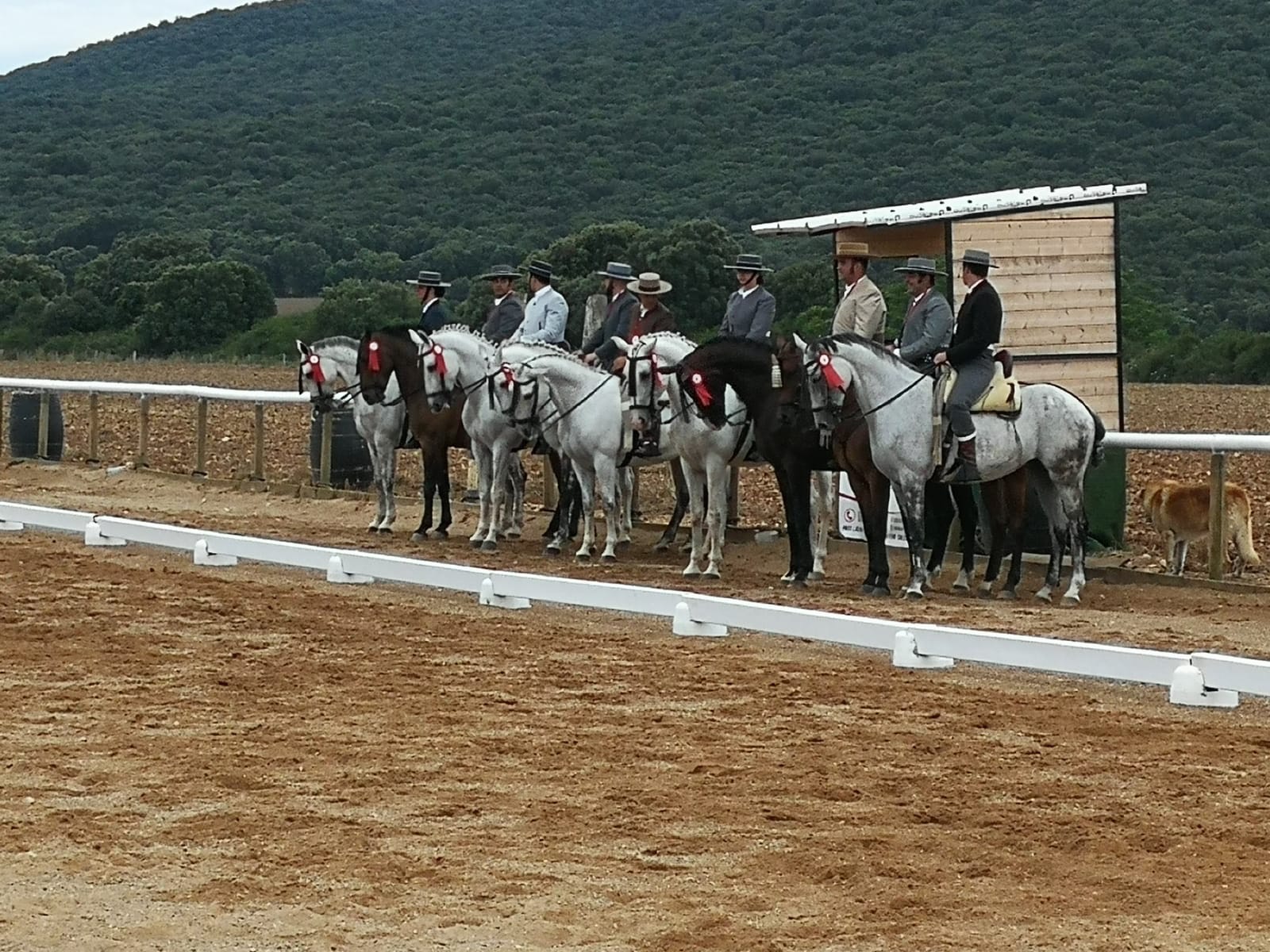 Final del Campeonato Navarro de Doma Vaquera 2018 en Acedo